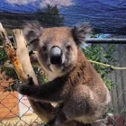 Business 1 image 1300 KOALAZ Veterinary Supplies & Instruments in Adelaide SA