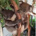 Business 5 image 1300 KOALAZ Veterinary Supplies & Instruments in Adelaide SA