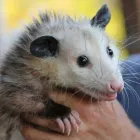 Business 1 image 247 POSSUM REMOVAL HOBART Pest Control in Hobart TAS