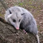 Business 1 image 247 POSSUM REMOVAL SYDNEY Pest Inspection in Sydney NSW