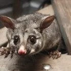 Business 1 image 7 DAYS POSSUM REMOVAL BRISBANE Pest Management in Brisbane QLD