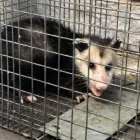 Business 2 image 7 DAYS POSSUM REMOVAL BRISBANE Pest Management in Brisbane QLD