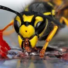 Business 3 image 7 DAYS WASP PEST CONTROL BRISBANE Pest Control in Brisbane QLD