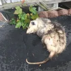 Business 3 image 711 POSSUM REMOVAL CANBERRA Pest Control in Red Hill ACT
