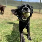 Business 2 image A DOGS DOMAIN AND CATS TOO Pet Care in Melbourne VIC