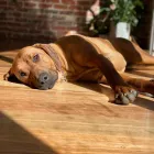 Business 4 image A DOGS DOMAIN AND CATS TOO Pet Care in Melbourne VIC