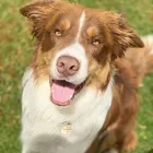 Business 5 image A DOGS DOMAIN AND CATS TOO Pet Care in Melbourne VIC