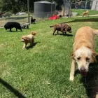 Business 6 image A DOGS DOMAIN AND CATS TOO Pet Care in Melbourne VIC