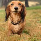 Business 7 image A DOGS DOMAIN AND CATS TOO Pet Care in Melbourne VIC