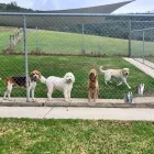 Business 1 image A DOGS DOMAIN AND CATS TOO Dog Boarding Kennels in Melbourne VIC