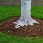 Business 1 image A1 GARDENING SYDNEY Landscaping Services Sydney in Sydney NSW