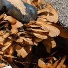 Business 1 image A1 GUTTER CLEANING MELBOURNE Roof Gutter Cleaning Melbourne in Truganina VIC