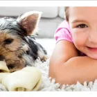 Business 6 image ABSOLUTE CARPET CARE Carpet Tiles & Carpet Retailers in Capalaba QLD