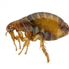 Business 12 image ACE PEST CONTROL CANBERRA Pest Control in Chifley ACT