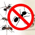 Business 4 image ACE PEST CONTROL MELBOURNE Pest Inspection in Melbourne VIC