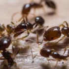 Business 7 image ACE PEST CONTROL MELBOURNE Pest Inspection in Melbourne VIC