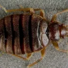 Business 9 image ACE PEST CONTROL MELBOURNE Pest Inspection in Melbourne VIC