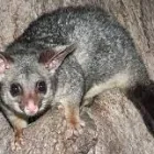 Business 2 image ACE POSSUM REMOVAL MELBOURNE Possum Removal in Melbourne VIC