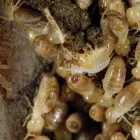Business 3 image ACE TERMITE CONTROL BRISBANE Pest Control in Brisbane QLD