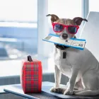 Business 1 image AEROPETS ANIMAL TRANSPORT | PET TRAVEL SYDNEY Pet Care in Marrickville NSW