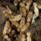 Business 4 image AMAZON PEST EXTERMINATORS Termite Inspection in Reservoir VIC