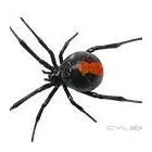 Business 5 image AMAZON PEST EXTERMINATORS Termite Inspection in Reservoir VIC