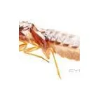 Business 6 image AMAZON PEST EXTERMINATORS Termite Inspection in Reservoir VIC