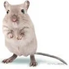 Business 7 image AMAZON PEST EXTERMINATORS Termite Inspection in Reservoir VIC