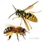 Business 9 image AMAZON PEST EXTERMINATORS Termite Inspection in Reservoir VIC