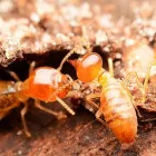 Business 2 image ANT CONTROL ADELAIDE Pest Control in Adelaide SA