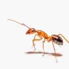 Business 1 image ANT EXTERMINATOR SYDNEY Pest Control in Sydney NSW