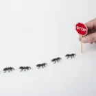 Business 4 image ANT INSPECTION ADELAIDE Pest Inspection in Adelaide SA