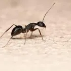 Business 3 image ANT REMOVAL BRISBANE Pest Control in Brisbane QLD