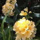 Business 2 image APPLESEED GARDENING Landscaping Service marrickville in Marrickville NSW