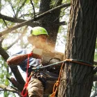 Business 1 image ARBORISTSPERTH.COM.AU Tree Felling & Stump Removal in Perth WA