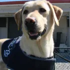 Business 2 image AUSTRALIAN FEDERAL POLICE Police Department in Sydney NSW