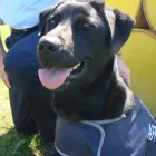 Business 1 image AUSTRALIAN FEDERAL POLICE Police Department in Hobart TAS