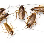 Business 2 image B2B PEST CONTROL Pest Management in Bankstown NSW