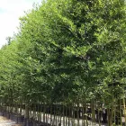 Business 1 image BAMBOO PLUS Bamboo Products in Melbourne VIC