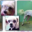 Business 5 image BARK-A-BIT BOARDING KENNELS Dog Boarding Kennels in Charters Towers QLD