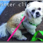 Business 6 image BARK-A-BIT BOARDING KENNELS Dog Boarding Kennels in Charters Towers QLD