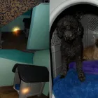 Business 7 image BARK-A-BIT BOARDING KENNELS Dog Boarding Kennels in Charters Towers QLD