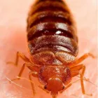 Business 1 image BE PEST FREE BED BUG CONTROL ADELAIDE Pest Inspection in Adelaide SA