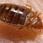 Business 1 image BED BUG CONTROL Pest Removal in Hobart TAS