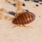 Business 2 image BED BUG CONTROL Pest Removal in Hobart TAS