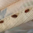 Business 3 image BED BUG CONTROL Pest Removal in Hobart TAS