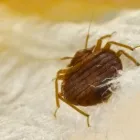 Business 4 image BED BUG CONTROL Pest Removal in Hobart TAS