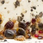 Business 5 image BED BUG CONTROL Pest Removal in Hobart TAS