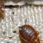 Business 1 image BED BUG EXTERMINATOR PERTH Pest Control in Perth WA