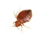 Business 2 image BED BUG EXTERMINATOR PERTH Pest Control in Perth WA